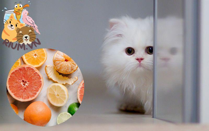 mèo ăn cam