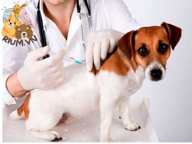 Phản ứng của chó sau tiêm vắc xin phòng dại