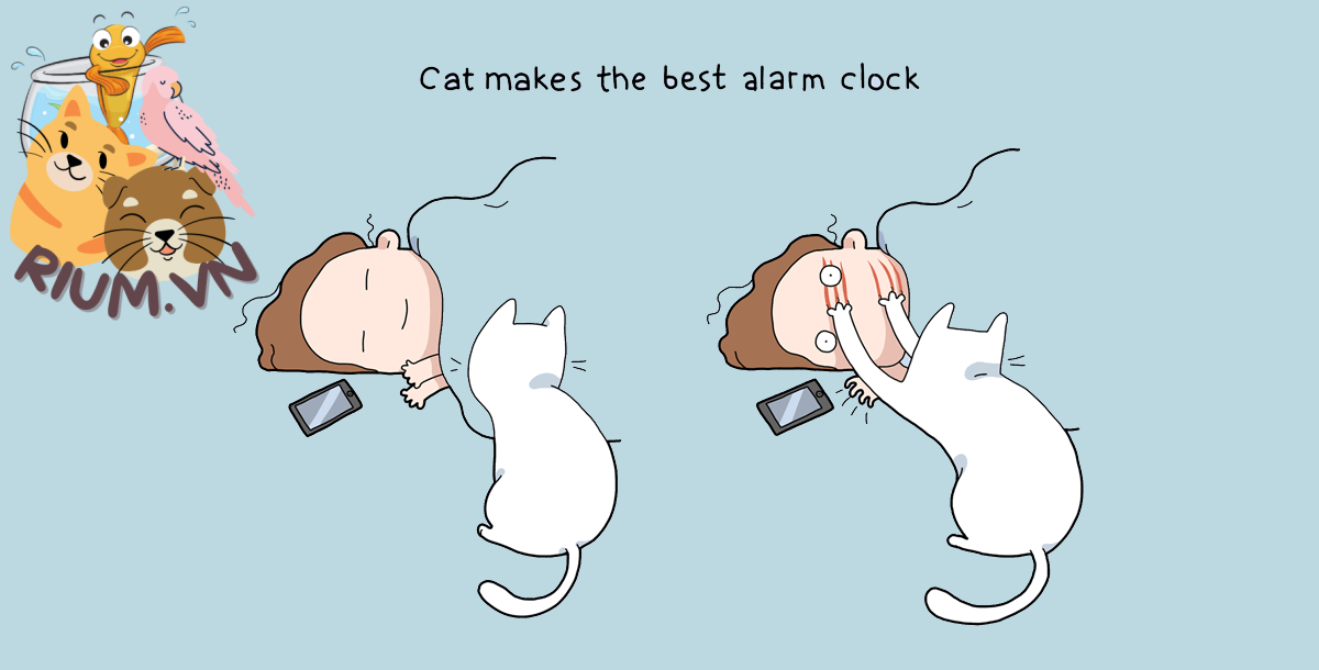 Tại sao mèo làm phiền bạn vào ban đêm