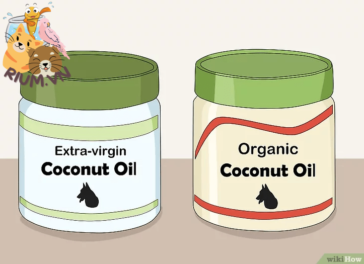 Cách sử dụng dầu dừa để chăm sóc da cho chó