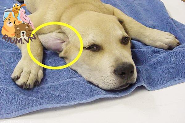 Làm thế nào khi phát hiện chó bị tụ máu tai?