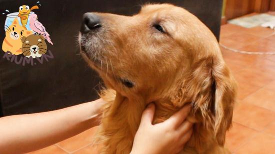 Massage cho chó: Tại sao không thử?