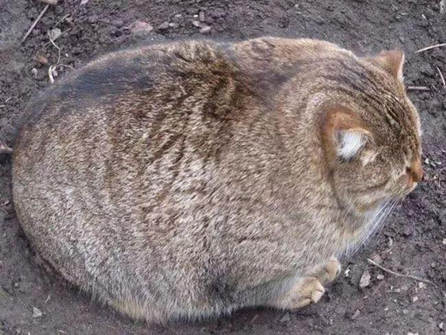 mèo béo