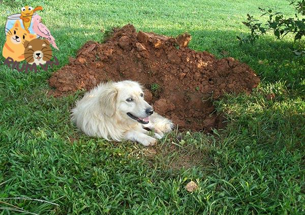 Tại sao chó hay đào bới?