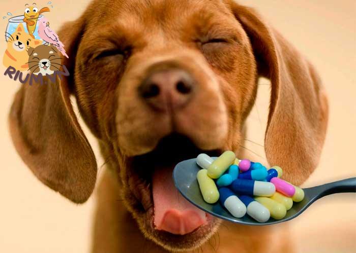 Cách cho chó uống thuốc một cách dễ dàng