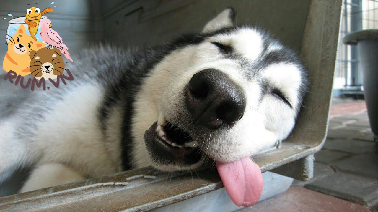 Chó thè lưỡi khi ngủ
