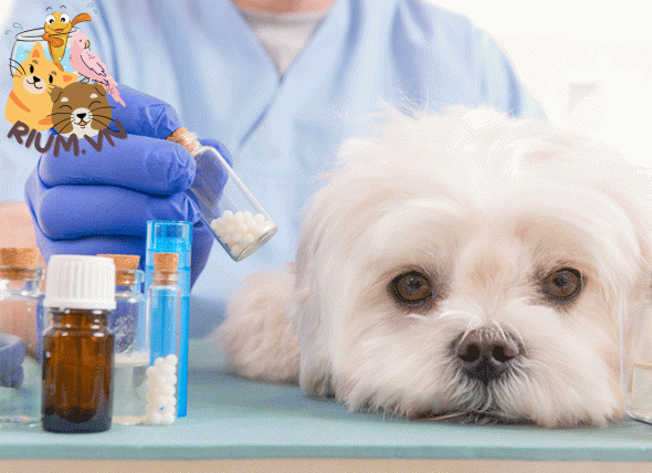 Amoxicillin for dogs