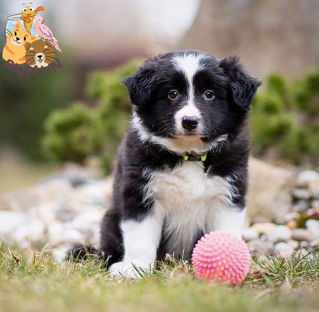 anh cho border collie332