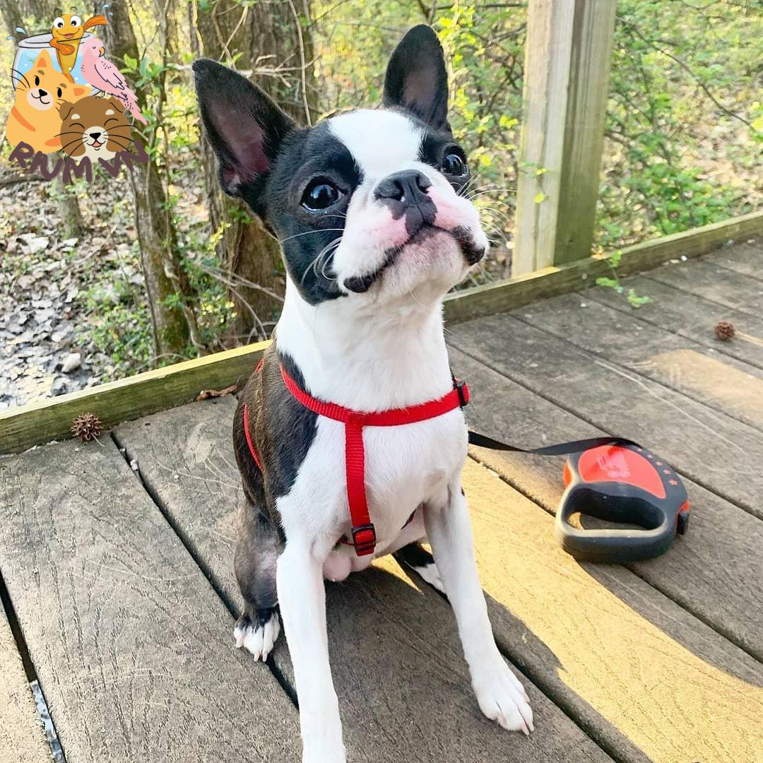 anh cho boston terrier146