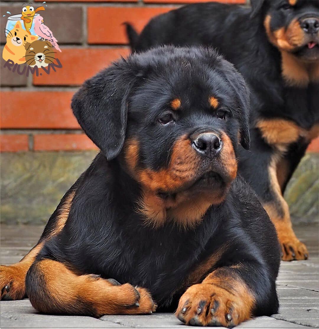 anh cho rottweiler103