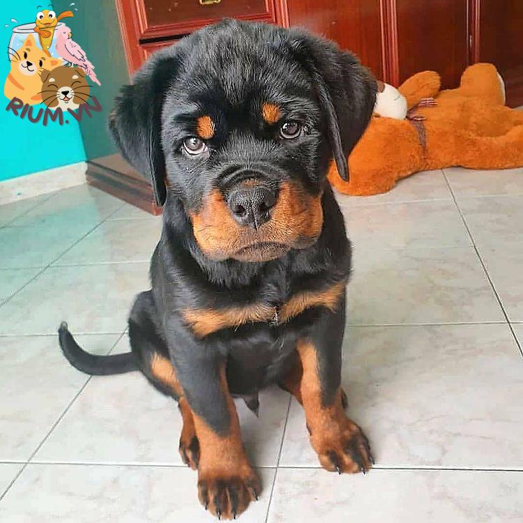 anh cho rottweiler138