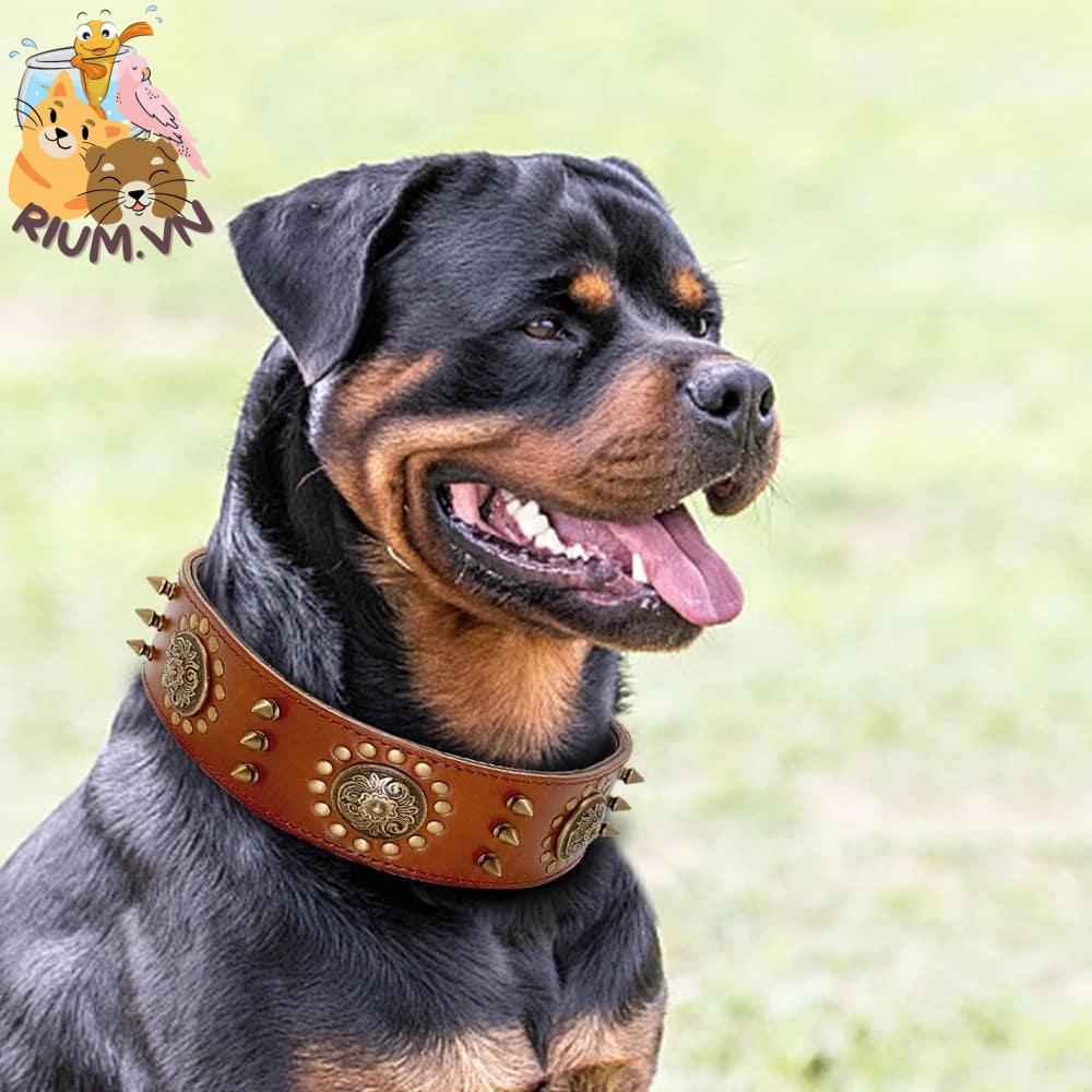 anh cho rottweiler147