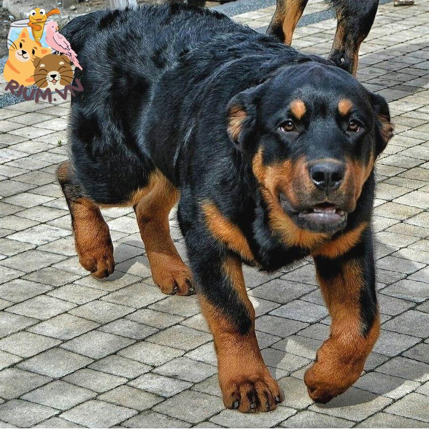 anh cho rottweiler157