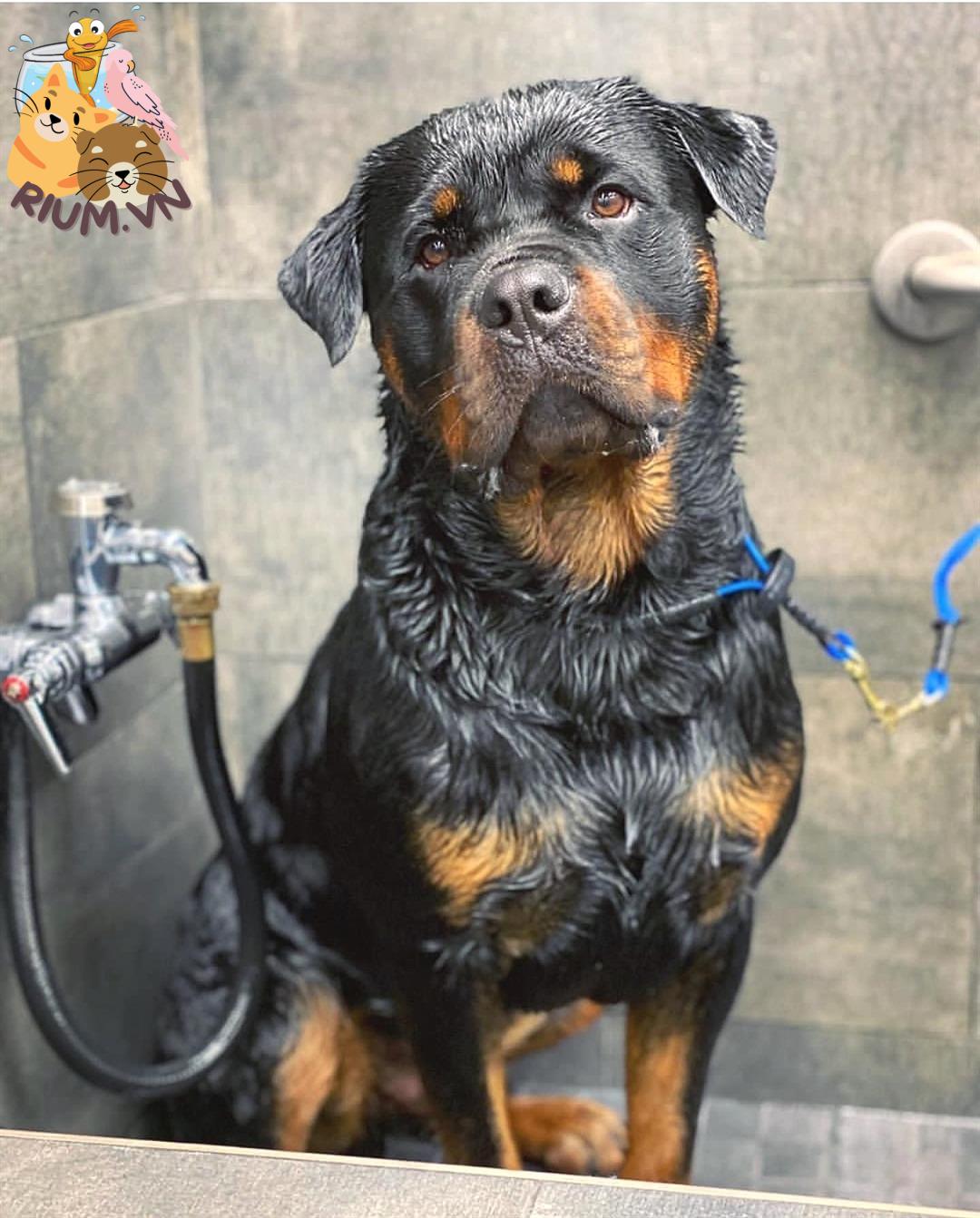 anh cho Rottweiler
