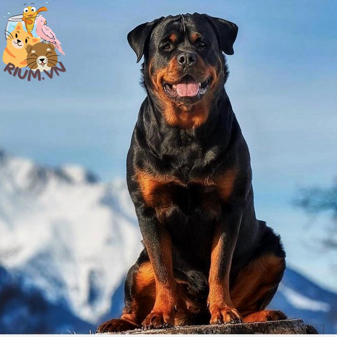 anh cho rottweiler85