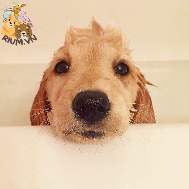 Thời điểm tắm cho chó mẹ sau sinh