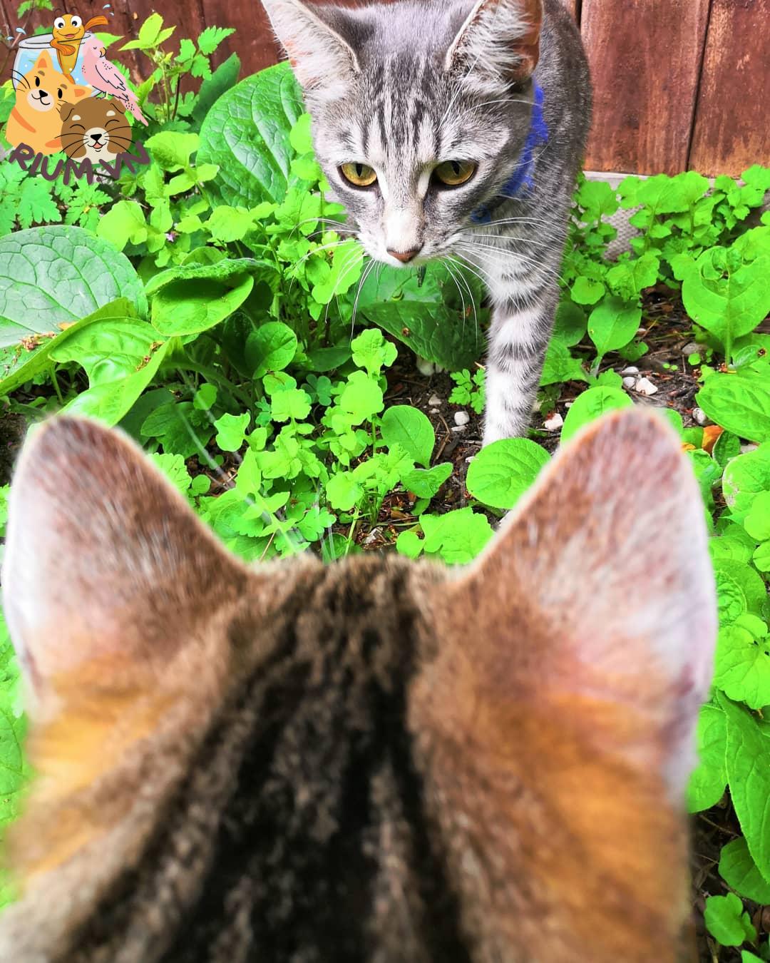 Hỏi & Đáp: Mèo có nên ăn rau không?