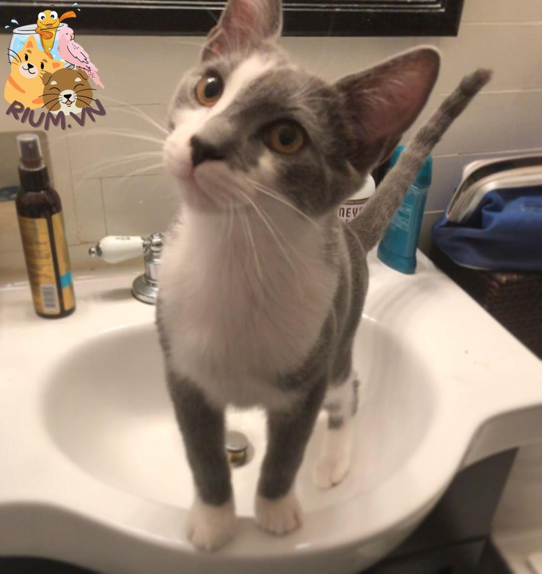Cách tắm cho mèo: Những điều cần biết