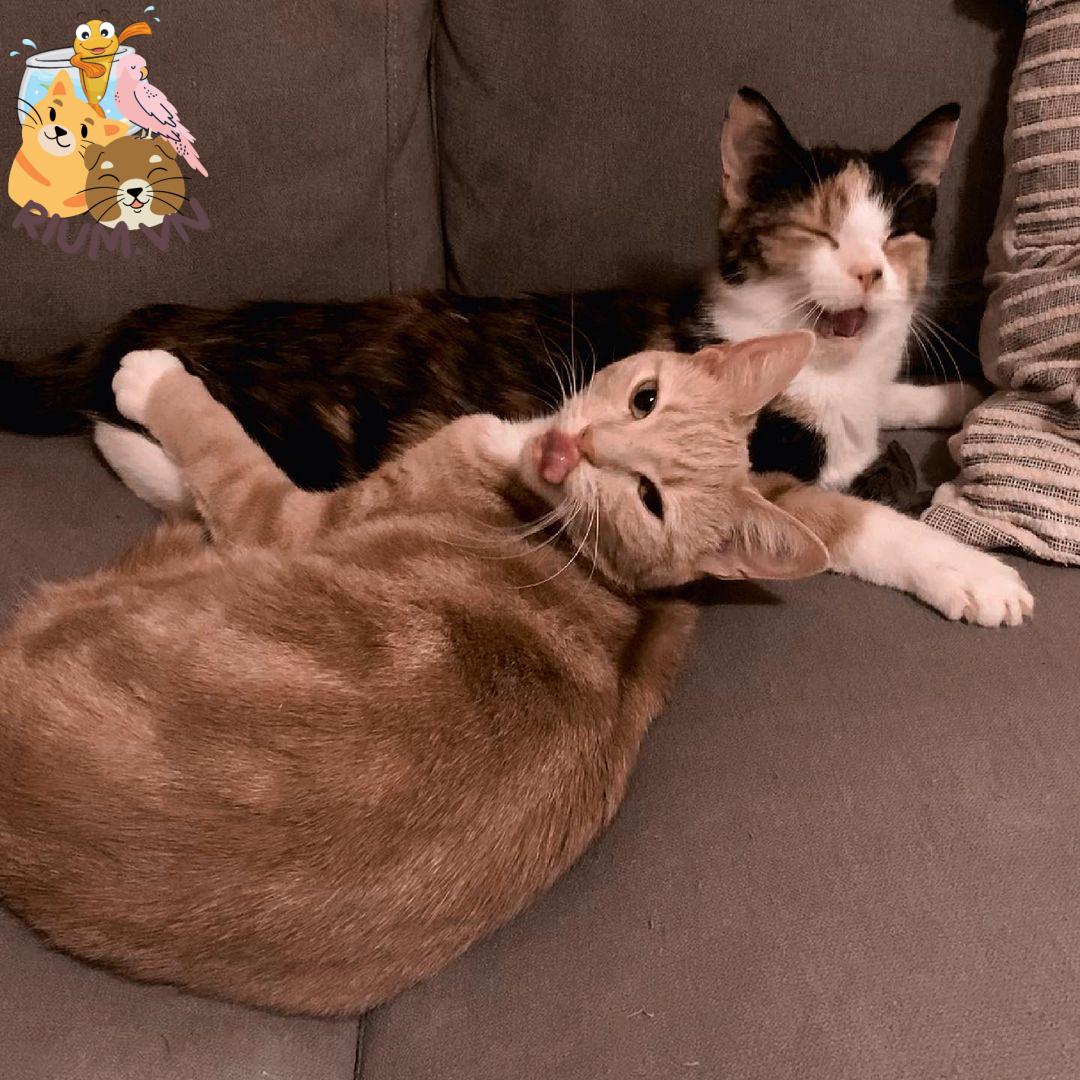 12 cách mèo thể hiện tình yêu với chủ nhân