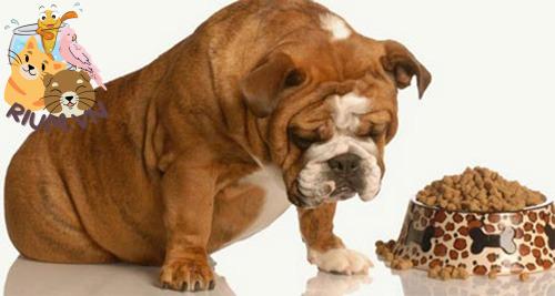 4 bệnh thường gặp ở chó bắt nguồn từ chế độ ăn uống