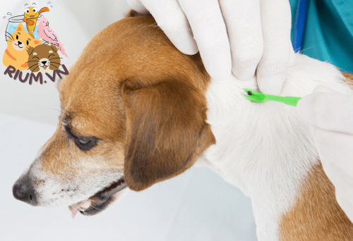 Cách điều trị chó bị bệnh lê dạng trùng Babesiosis
