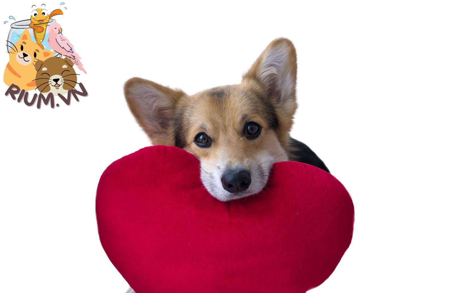 Nhận biết và điều trị chó bị rối loạn nhịp tim