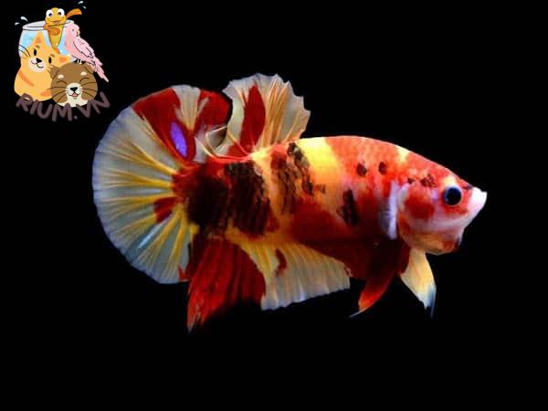 Cá Betta Koi Nemo với mảng màu vàng đỏ và hoa văn độc đáo