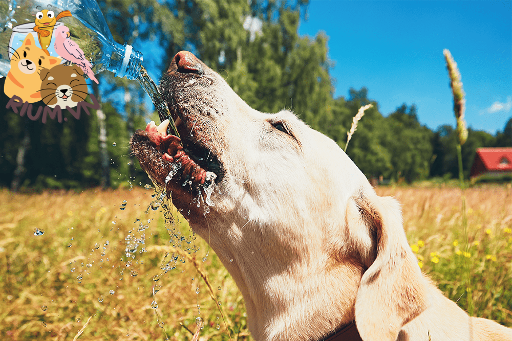 Tại sao chó không nên uống quá nhiều nước?