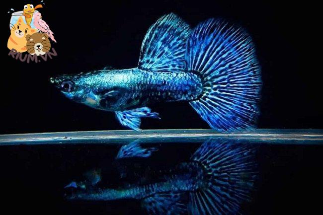 cá bảy màu rồng xanh indo