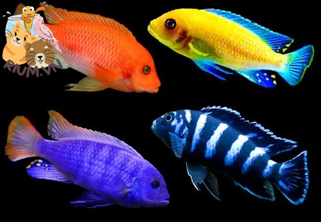 Cá Ali – Cá cảnh đẹp đa màu sắc
