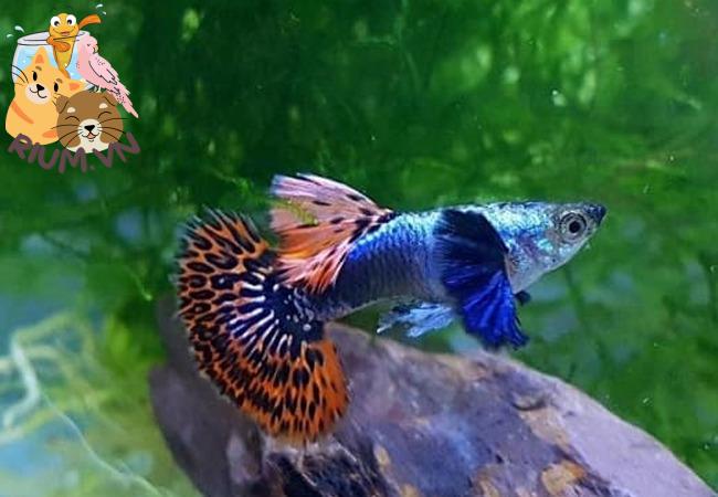 [TOP 8+] Những Loài Cá Bảy Màu Đẹp Nhất Thế Giới Mà Ai Cũng Mê