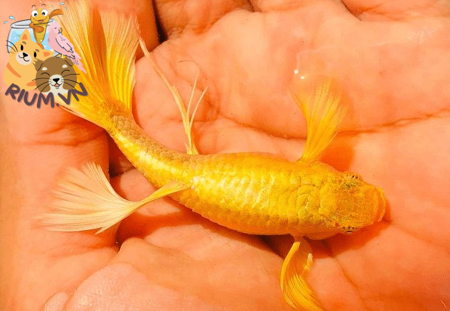 Nuôi cá Bảy Màu Full Gold: Cách chăm sóc đúng kỹ thuật để tránh cá chết