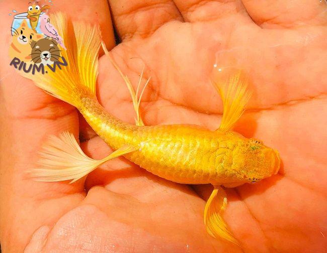 cá bảy màu full gold