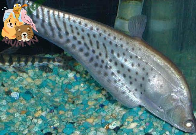 Cá Còm Da Báo: Một Loài Cá Độc Đáo với Đặc Điểm Nổi Bật