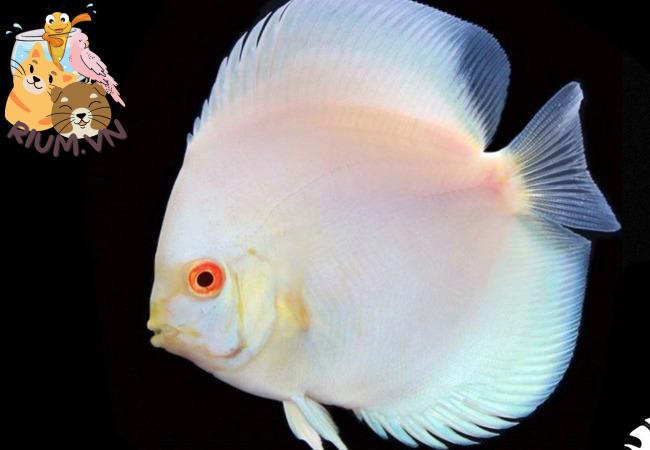 Cá Dĩa Albino: Loài cá quý hiếm và cách nuôi chăm sóc