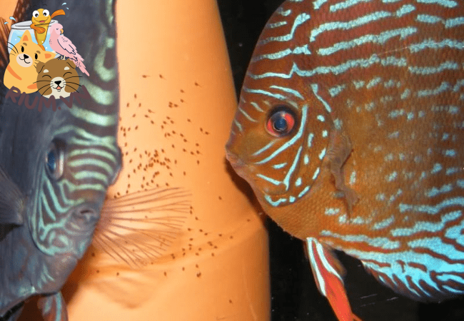 Cách chăm sóc cá Dĩa sinh sản hiệu quả cho người mới