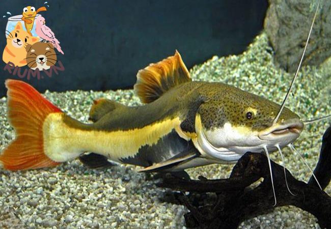 Cá Hồng Vỹ – Loài cá nổi tiếng trong nuôi cảnh