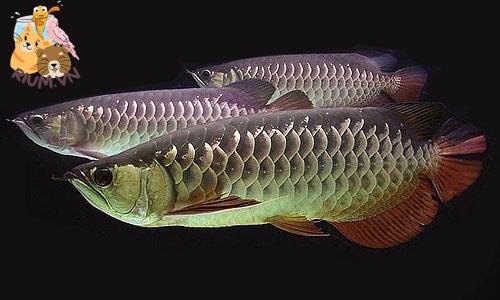 Cá Kim Long: Loài Cá Phong Cách với Ý Nghĩa Phong Thủy Sâu Sắc