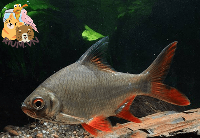 Cá Kim Sơn: Đặc điểm, nguồn gốc, cách nuôi và giá bán
