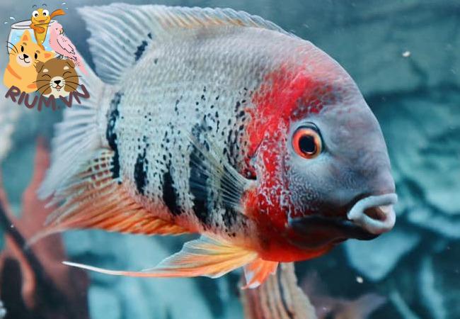 Cá Kim Thơm – Thông Tin Và Cách Nuôi