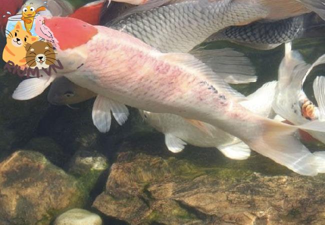 Cá Koi bị một màu đỏ rực | Nguyên nhân, triệu chứng và cách chữa trị hiệu quả