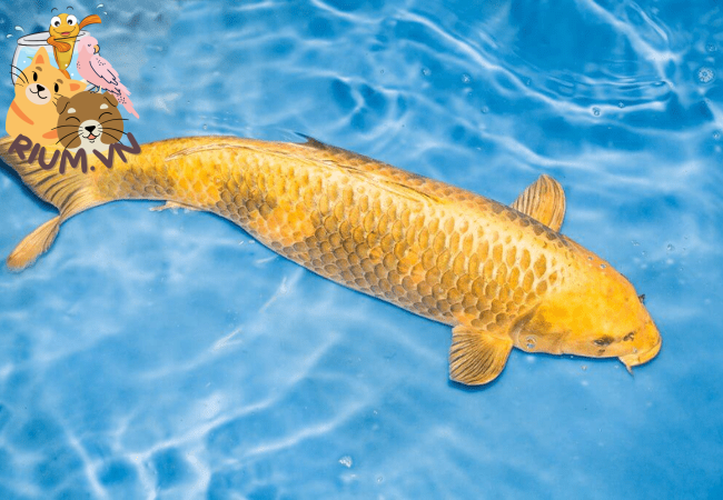 Cách nuôi cá Koi Vàng – Loài cá đắt đỏ bậc nhất hiện nay
