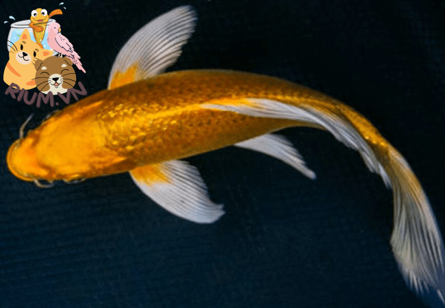 Cách nuôi cá Koi Vàng