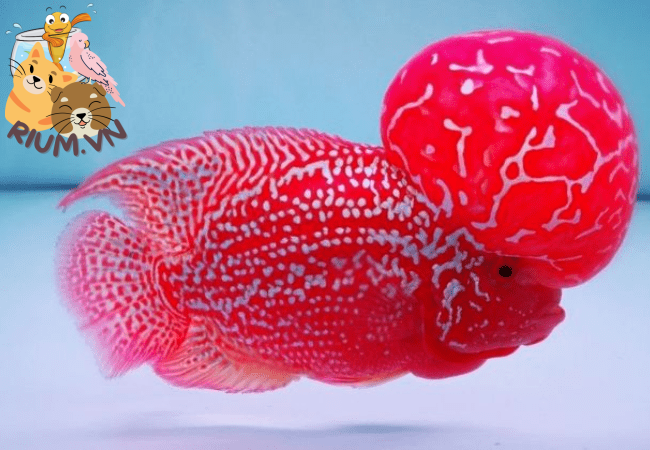 Cá La Hán Thái Đỏ – Thông tin, chăm sóc và giá bán