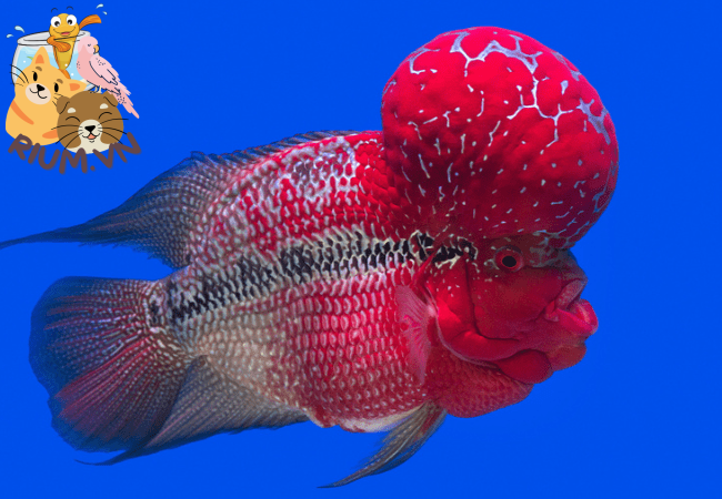 Cá La Hán Thái Đỏ