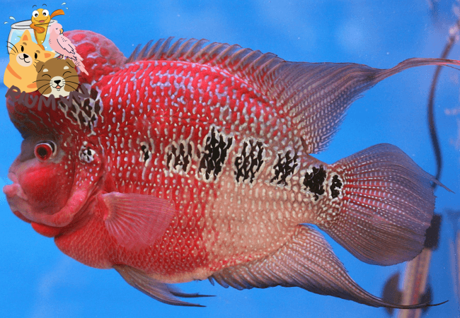 Cá La Hán Thái Đỏ