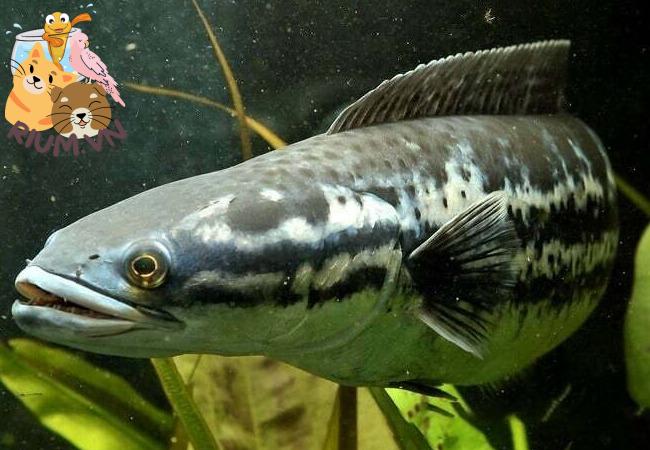 Cá Lóc Bông Thái: Cách nuôi và chăm sóc cá khỏe mạnh