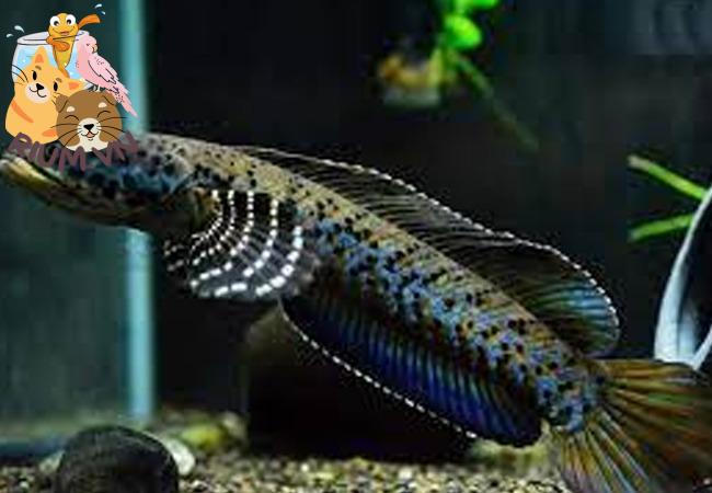 Cá Lóc Pháo Hoa Da Báo: Những đặc điểm nổi bật, cách chăm sóc để cá lên màu đẹp