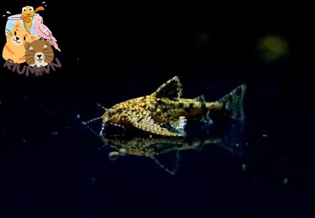 Cá Mèo Bướm Đêm Da Trơn