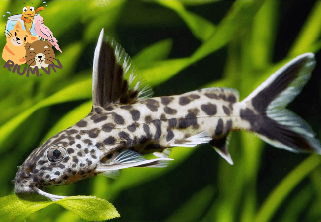 Cá Mèo Dốm Da Trơn: Tính cách, cách chăm sóc và nuôi dưỡng